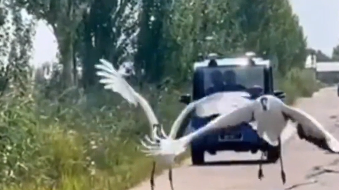 一男子路边偶遇2只丹顶鹤 展翅腾飞的瞬间真美！