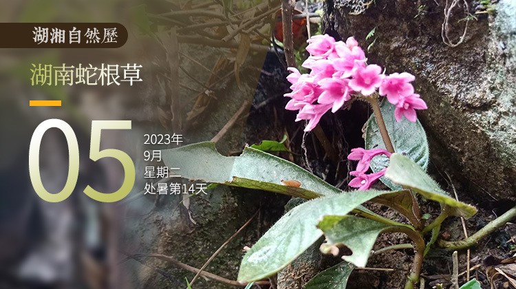 湖湘自然历丨新榜题名⑤美丽的花朵下面可能隐藏着危险