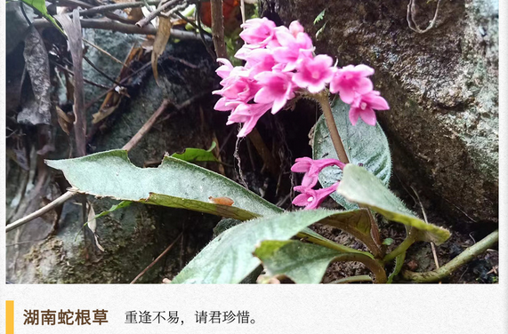 湖湘自然历丨新榜题名⑤美丽的花朵下面可能隐藏着危险