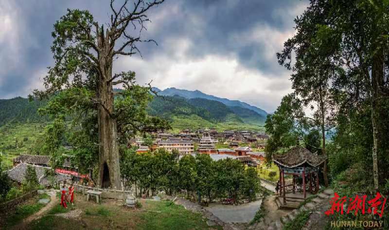 城步一株树龄1596岁的“杉树王”入选“全国最美杉树”_邵阳头条网