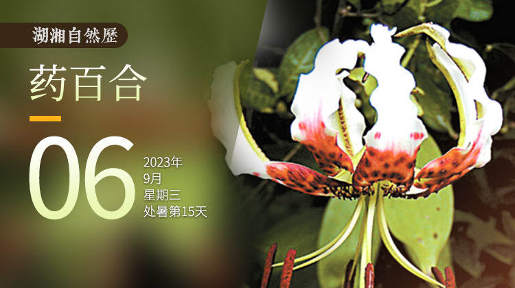 湖湘自然历丨新榜题名⑥低下头，却也难掩姿色