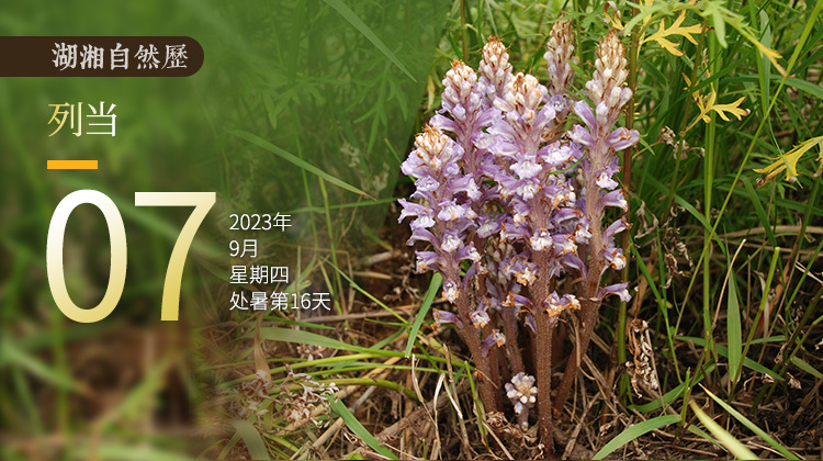 湖湘自然历｜新榜题名⑦它与唐僧肉，同一种功效？