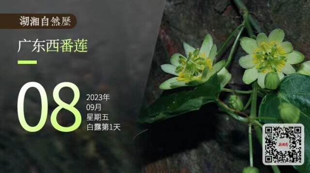湖湘自然历丨新榜题名⑧一种见过就不会忘的花