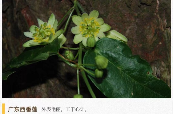 湖湘自然历丨新榜题名⑧一种见过就不会忘的花