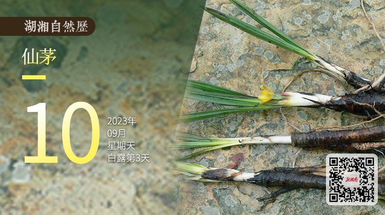 湖湘自然历｜新榜题名⑩一种很“仙”的植物，据说吃了可以通神成仙