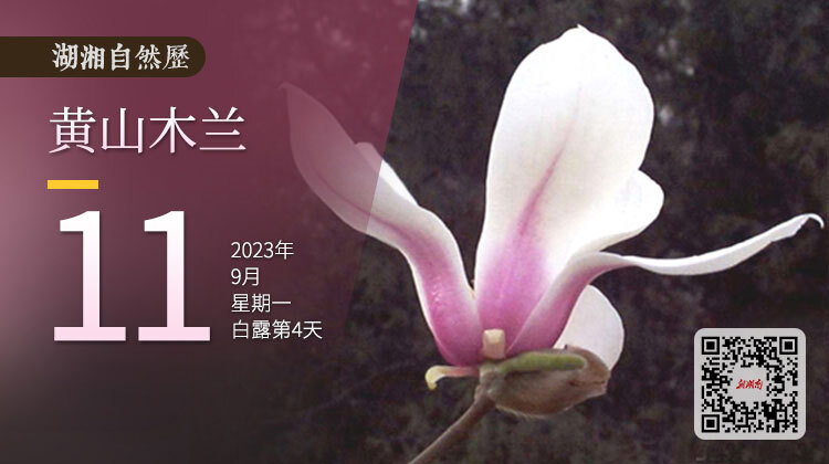 湖湘自然历丨新榜题名⑪来自黄山的木兰，湖南仅一地可见