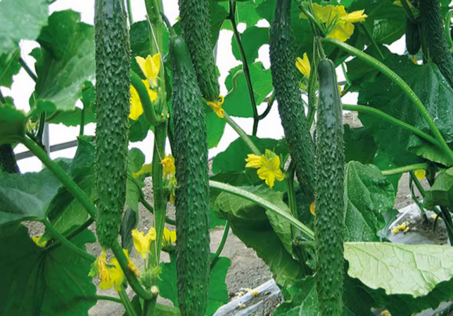 每天吃一根黄瓜，身体会发生什么变化？真的降血压、降血糖？