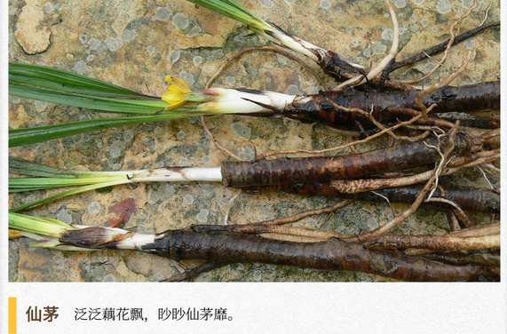 湖湘自然历｜新榜题名⑩一种很“仙”的植物，据说吃了可以通神成仙