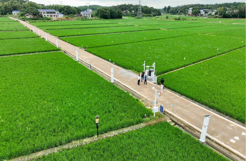 智能节水灌溉  长沙县让稻田喝上“自来水”