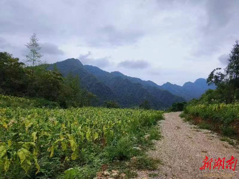 桑植:“以工代赈”助力乡村振兴 - 张家界 - 新湖南