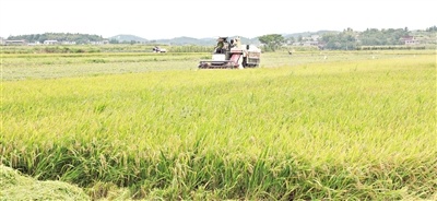 农产品 “湘”当好——湖南大力推动品牌农业建设