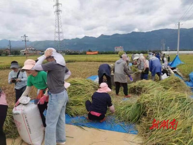 湖南超级稻“卓两优1126”在云南创下高产新纪录