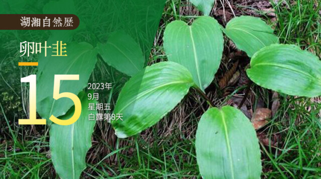 湖湘自然历 | 新榜提名⑮森林里的“鹿耳朵”，在听什么……