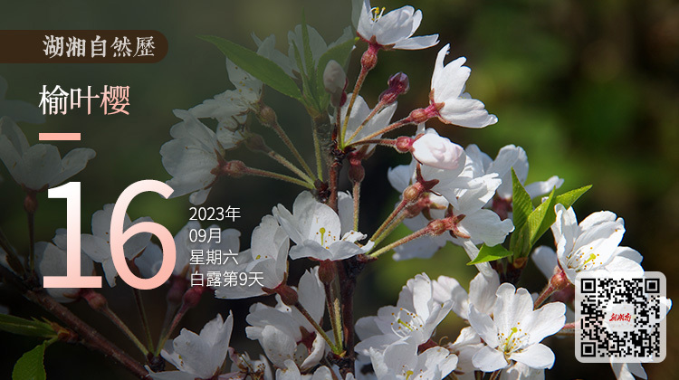 湖湘自然历｜新榜题名⑯山中巨人，最是娇美