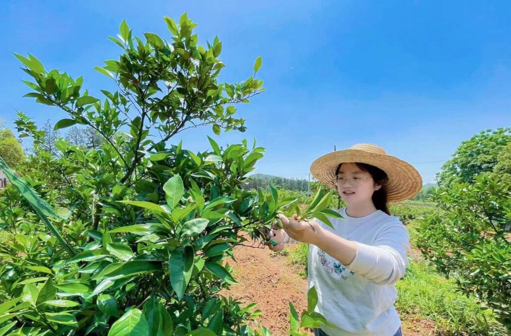 吉吉谷家庭农场： “爆汁猕猴桃”上市  献礼中国农民丰收节