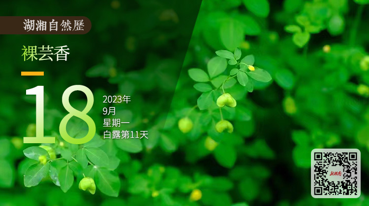 湖湘自然历 | 新榜提名⑱“良医”臭草不仅不臭，名字还带“香”