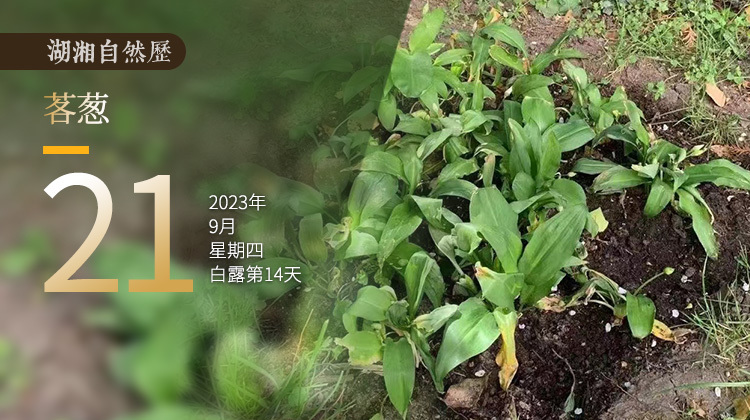 湖湘自然历｜新榜题名㉑你到底算哪根葱？