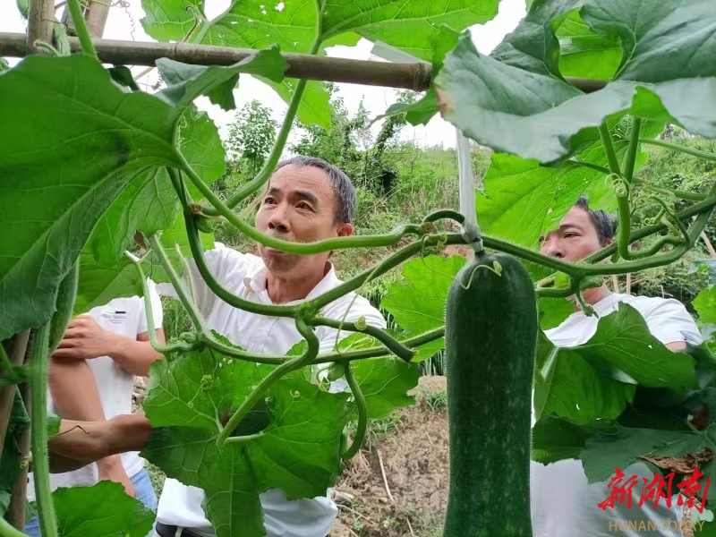 嘉禾县全力推进蔬菜全产业链发展