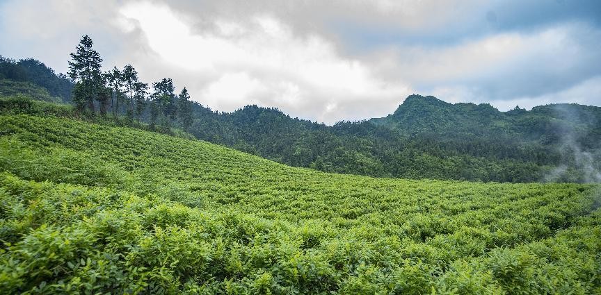 【2023湖南茶叶“三茶统筹”标杆企业】  大丰生态农业的变与不变