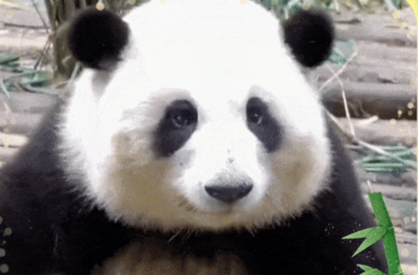 让我看看，是谁这么“耐人儿”！今天，想“盼盼”了