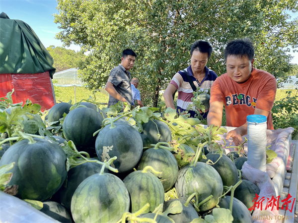 县区丨冷水滩区:西瓜“错时”甜蜜上市 促瓜农增收 - 民生资讯 - 新湖南