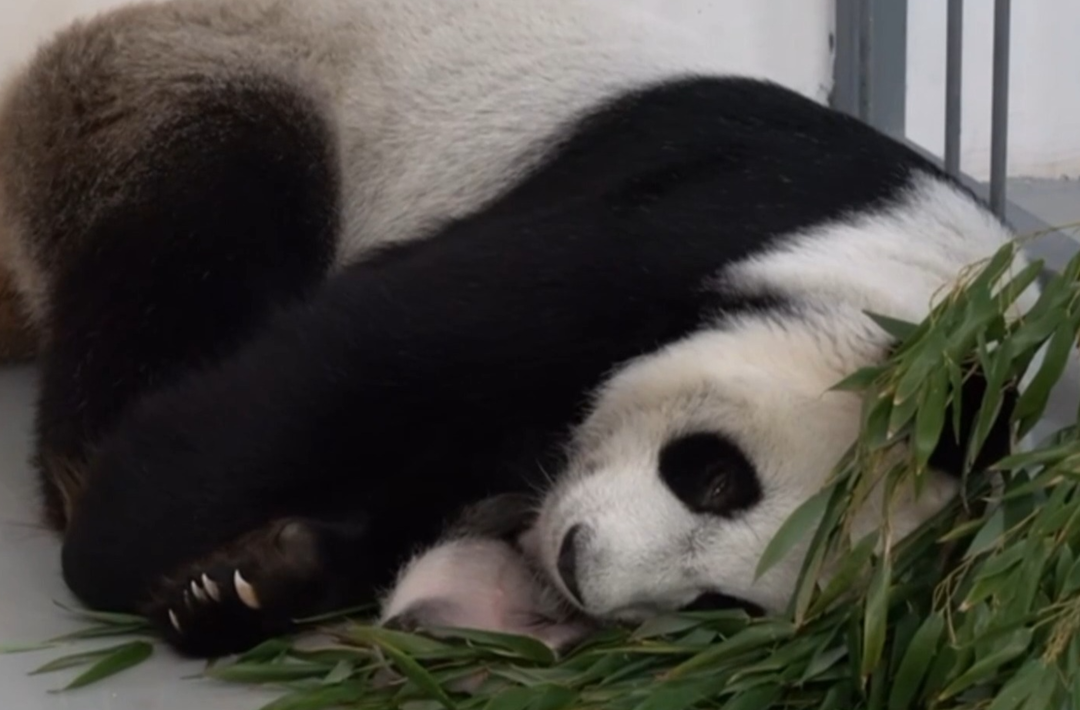 旅俄大熊猫“丁丁”幼崽性别确定了！是个小公主