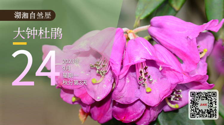 湖湘自然历｜新榜题名㉕它是谁？连专家也“认不出”