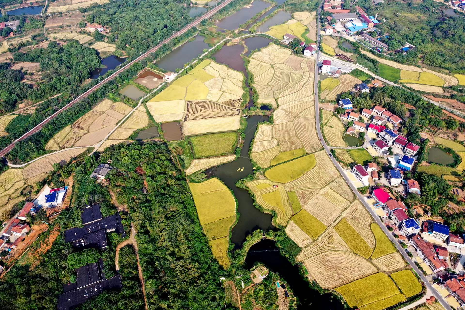 湖南农行助力粮食安全 粮食重点领域贷款余额增速143%