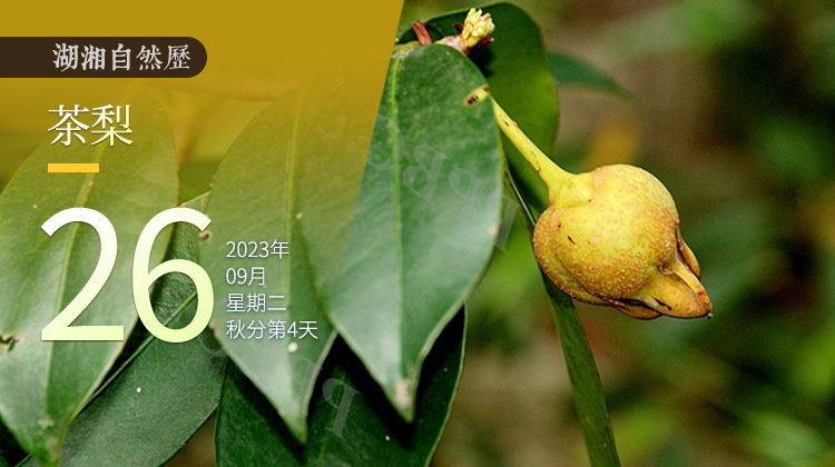 湖湘自然历｜新榜题名㉗谁养的“小猪”，挂在树上