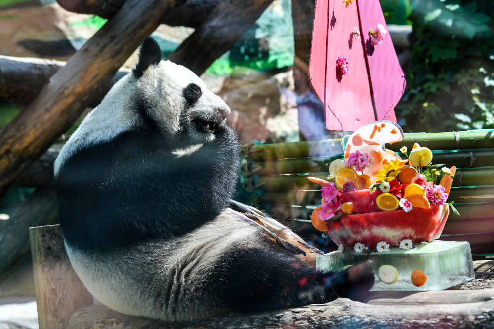 是个姑娘！旅俄大熊猫新生幼崽的性别确定