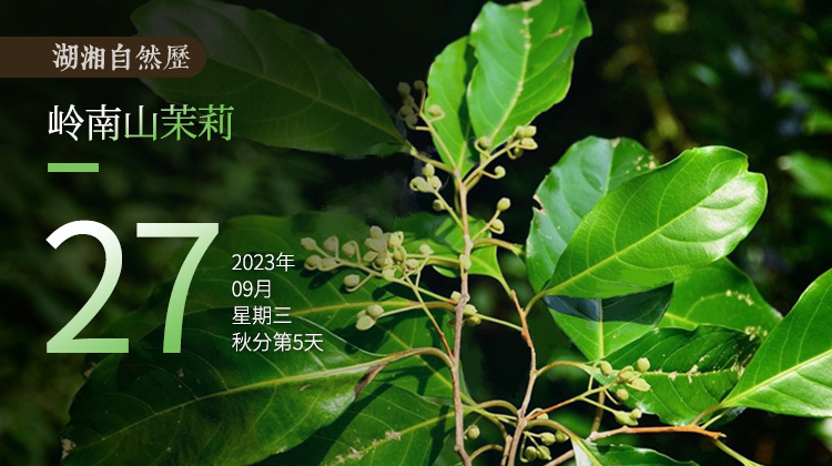 湖湘自然历｜新榜提名㉗小小的花儿，弥久的芳香