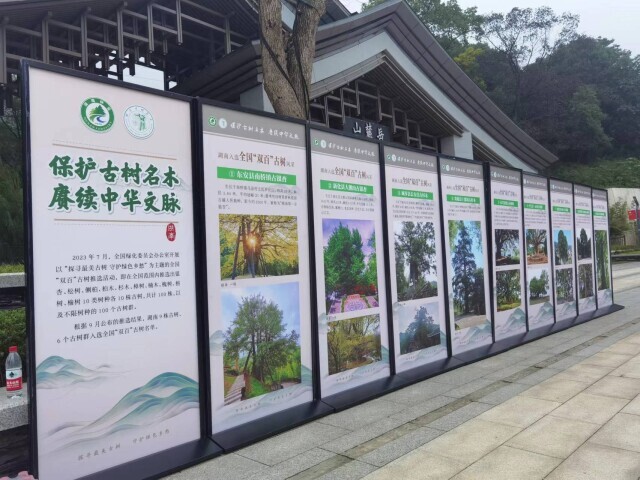湖南现有千年以上古树445棵 2023年古树名木保护科普宣传周启动