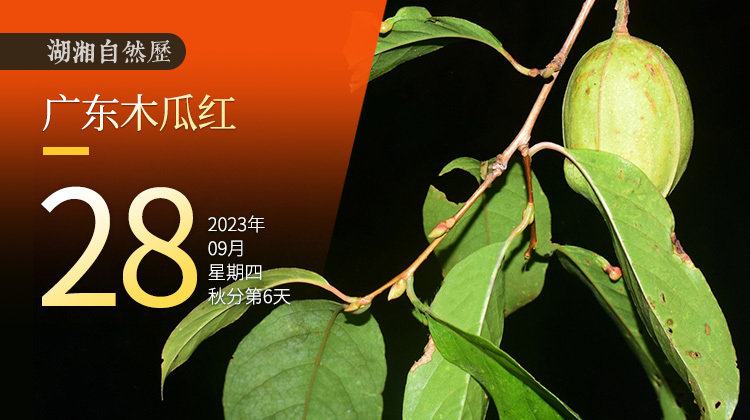 湖湘自然历｜新榜题名㉘木瓜红不是红木瓜