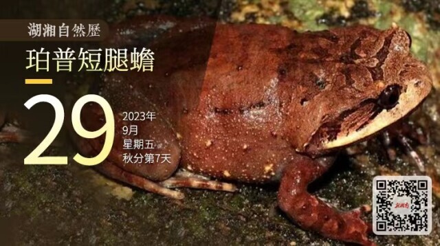湖湘自然历丨新榜提名㉙一只癞蛤蟆，混入了“稻香乐队”