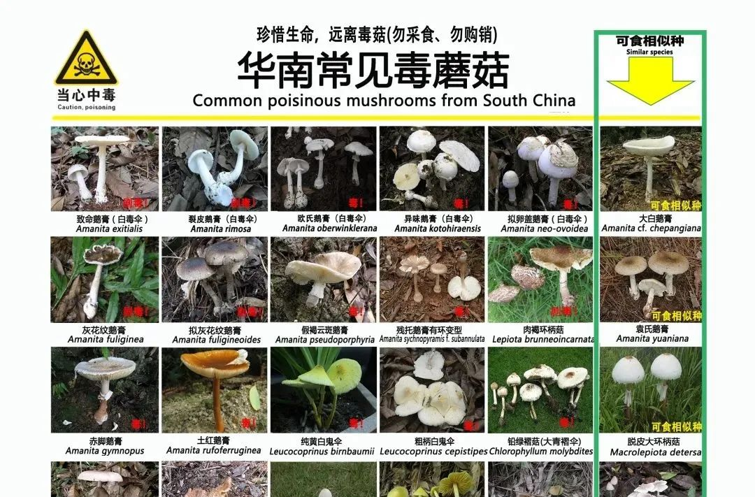 健康提醒：谨防毒蘑菇，您一定要注意！