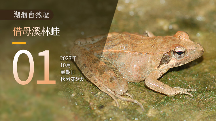 湖湘自然历｜新榜题名㉛有的蛙在冬天冬眠，有的蛙在冬天生娃