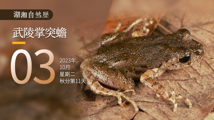 湖湘自然历丨新榜提名㉝ 这只癞蛤蟆的出现，也许意味着良好的生态