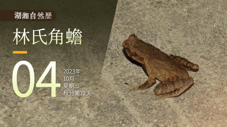 湖湘自然历｜新榜题名㉝只在湘赣出现的“小老乡”
