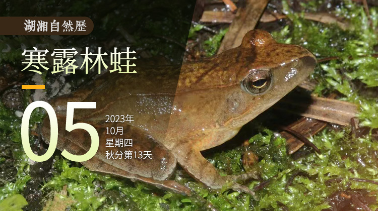湖湘自然历｜新榜题名㉞有一只蛙，在等待寒露来临时“找对象”