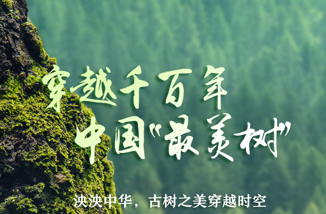 海报｜穿越千百年，中国“最美树”