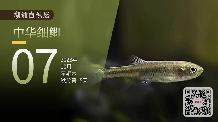 湖湘自然历丨新榜提名㊱我叫细鲫鱼，但我是条货真价实的鲤鱼