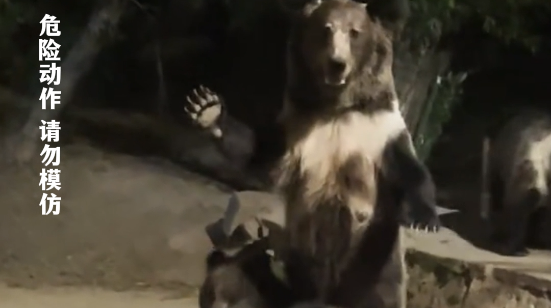 女游客偶遇野生棕熊向其挥手 棕熊竟站立模仿