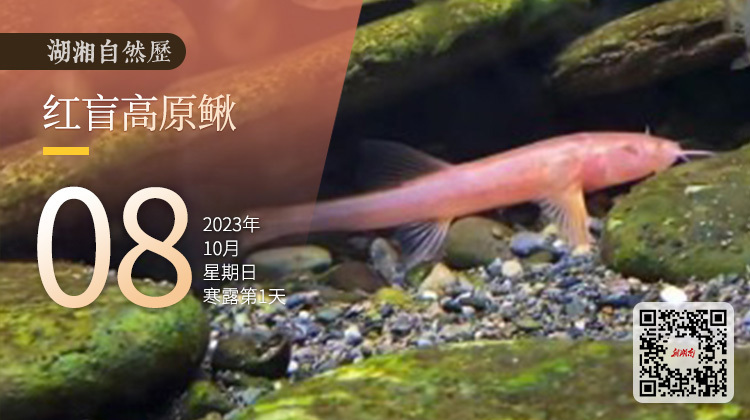 湖湘自然历|新榜提名㊲锦衣夜行的红衣“仙子”