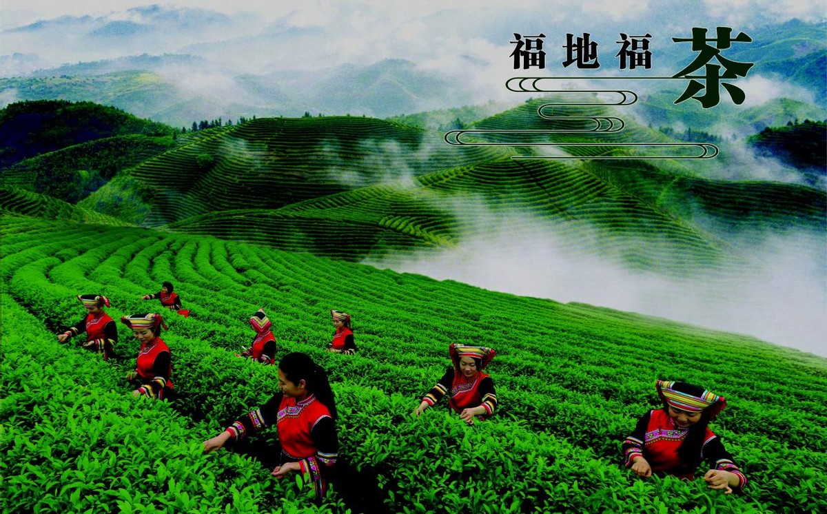 【2023湖南茶叶“三茶统筹”示范品牌】  郴州福茶：福城茶韵 回味悠长