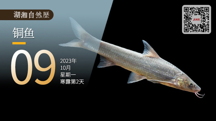 湖湘自然历｜新榜题名㊳只想有个家，一个不需要华丽的地方