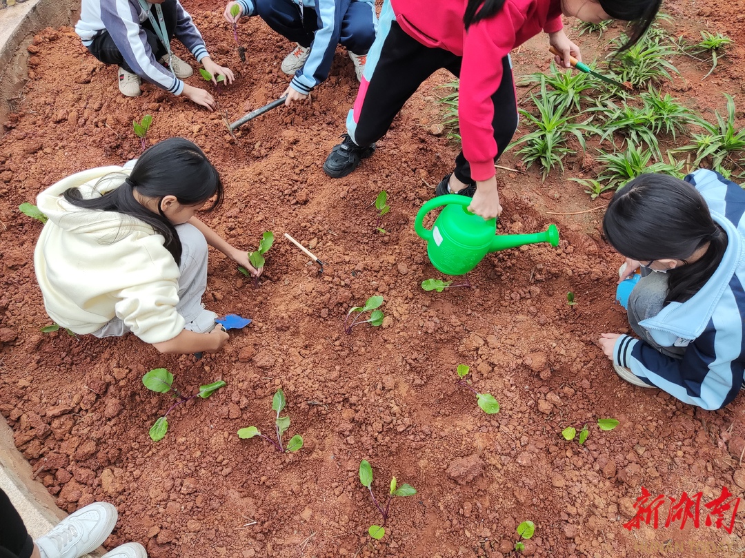 耒阳若兰小学图片