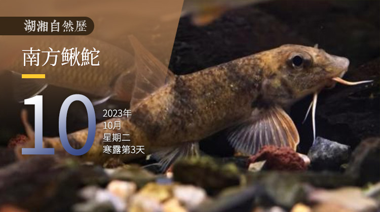 湖湘自然历丨新榜提名㊴小鱼儿如何面对“社恐”难题