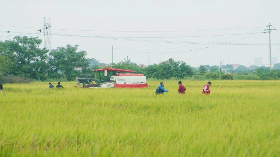 平均亩产780.2公斤！望城臻两优8612低镉水稻喜丰收！