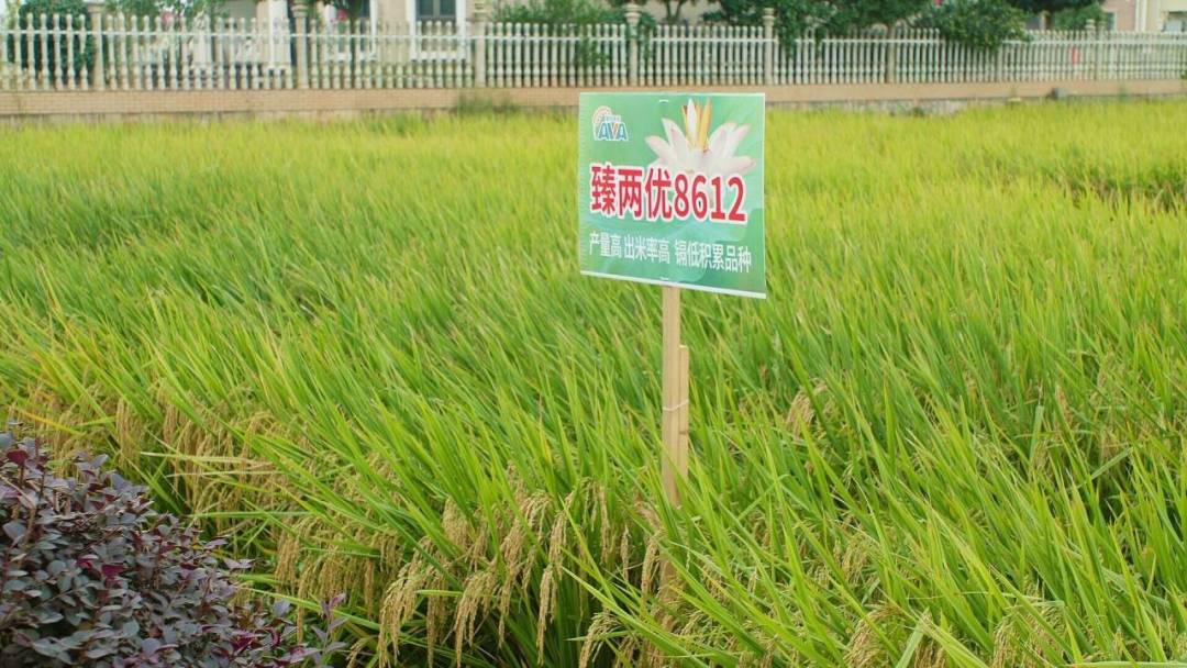 湖南杂交水稻研究中心联合培育的杂交稻新品种,具有镉低积累,产量高