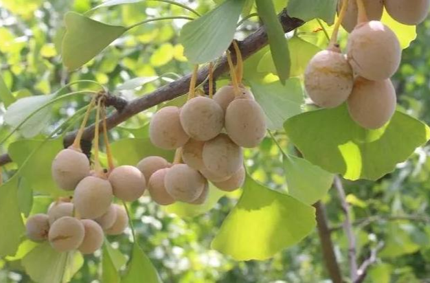 生食可能进ICU？这种果子落在街头别乱捡